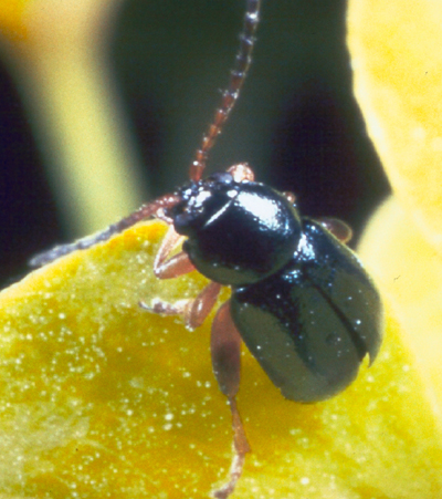 Flea beetles