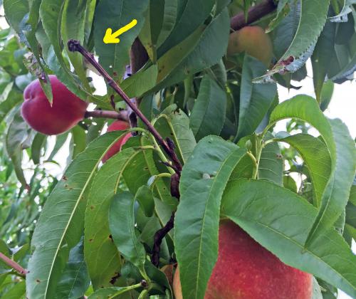 Arrow points to blackened twig that showed up in spring to spread bacteria to start epidemic.