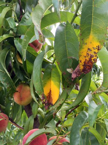 Leaf yellowing and shot holes due to bacterial spot, with relatively clean fruit