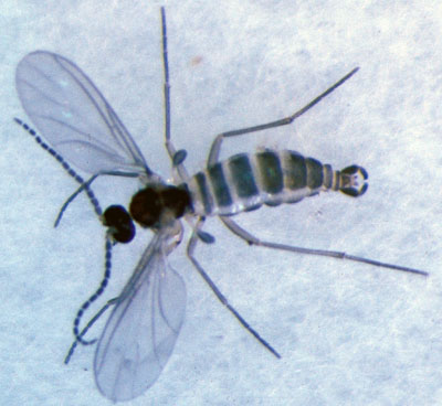 Fungus gnat adult