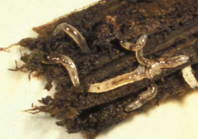 Fungus gnat larvae