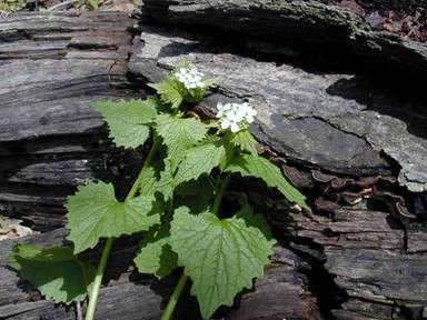 Garlic mustard