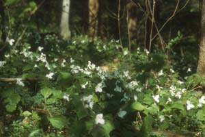 Trillium