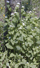 Garlic mustard