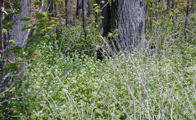 Garlic mustard