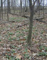 Garlic mustard