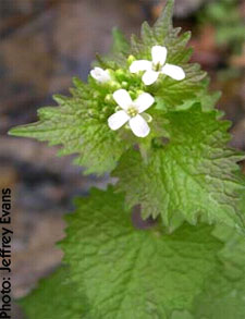 Garlic mustard