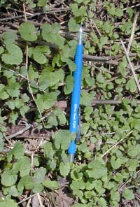 Garlic mustard