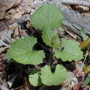 Garlic mustard