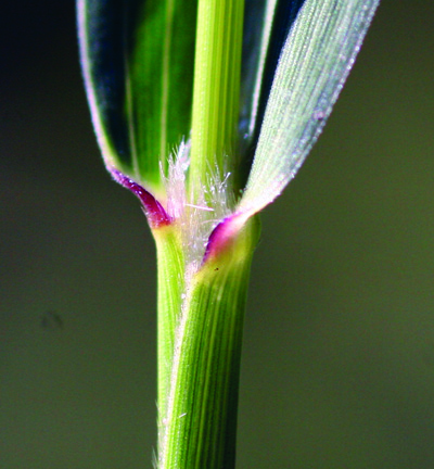 Giant foxtail ligule