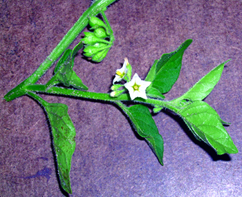 Hairy nightshade flower and berries.