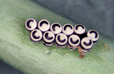 Harlequin bug eggs