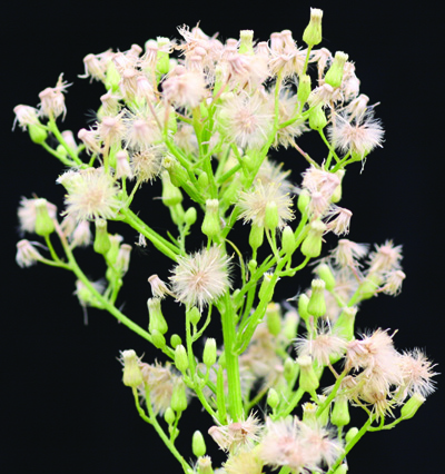 horseweed new flowerhead