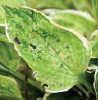 Hosta virus X