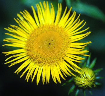 Inula flower