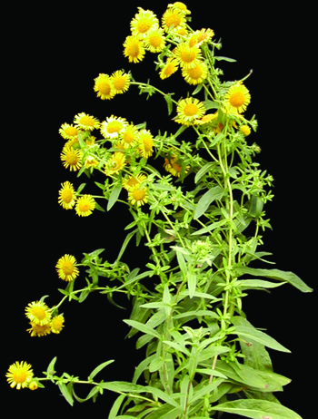 Inula plant