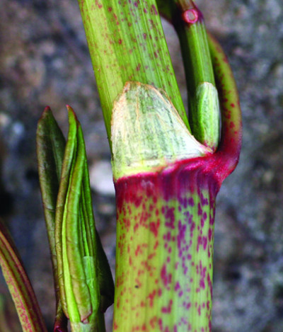 Japanese knotweed new ocrea