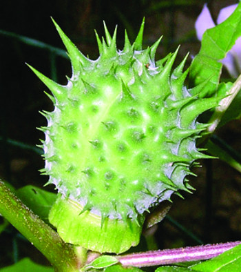 Jimsonweed immature fruit