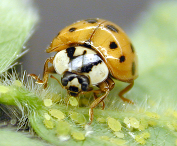 Multicolored Asian Lady Beetle