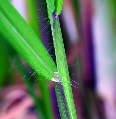 large crabgrass ligule