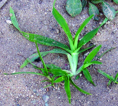 large crabgrass seedling