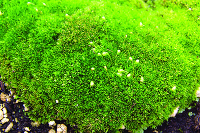 moss foliage