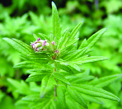 mugwort flower