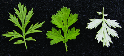 mugwort leaves