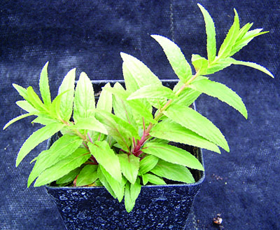 Northern willowherb plant