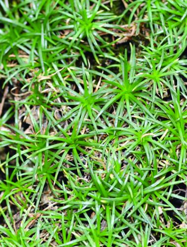 pearlwort plants