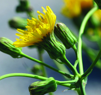 Perennial sowthistle flower