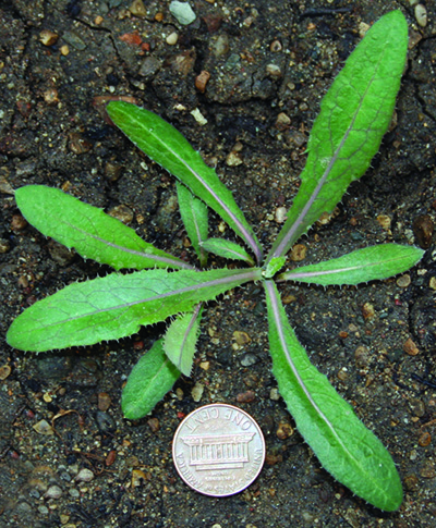 perennial sowthistle rosette