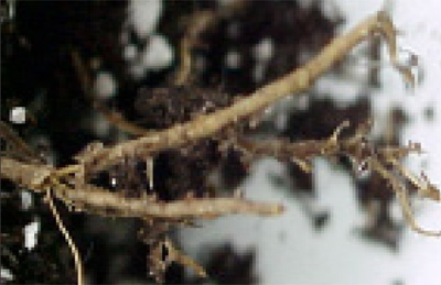 Phytophthora