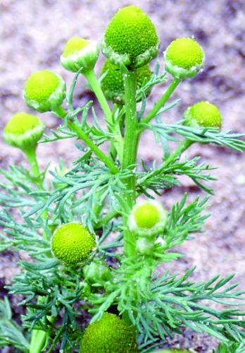 pineapple weed flowers