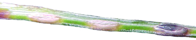 Pin sawfly eggs