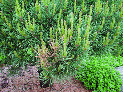 pine sawfly feeding damage