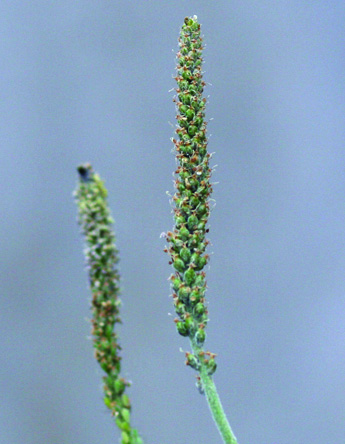 Plantain Broadleaf Rosette