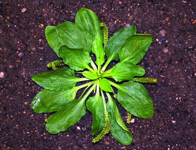 Plantain Broadleaf Seedling