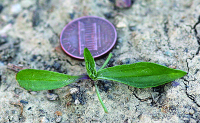 buckhorn plantain seedling