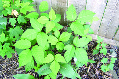 poison ivy plant