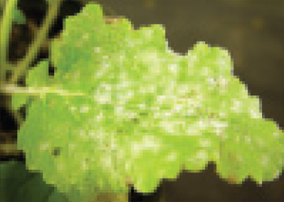 powdery mildew