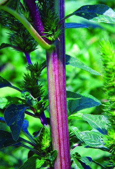 Powell amaranth stem