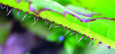 prickly lettuce leaf midvein