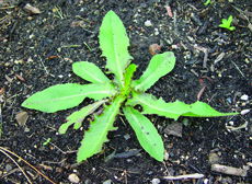 prickly lettuce rosette