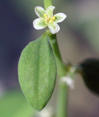 prostrate knotweed flower