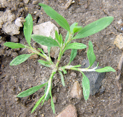 prostrate knotweed seedling