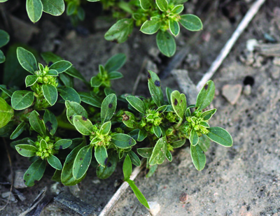 prostrate pigweed flowers