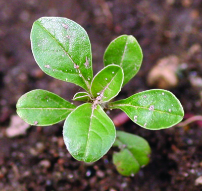 prostrate pigweed seedling