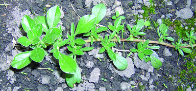 prostrate pigweed stem