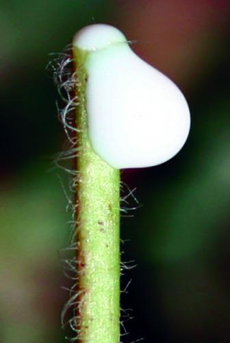 prostrate spurge milky sap